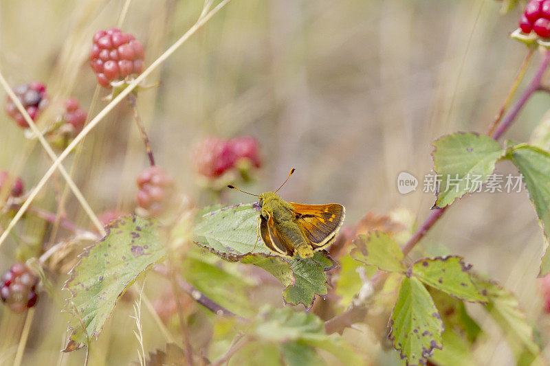 银斑Skipper Butterfly(橙皮蝶，逗号)